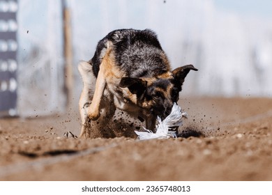 German Shepherd Dog chasing bag in FastCAT at a dog sports trial in Cheyenne Wyoming - Shutterstock ID 2365748013