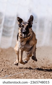 German Shepherd Dog chasing bag in FastCAT at a dog sports trial in Cheyenne Wyoming - Shutterstock ID 2365748015