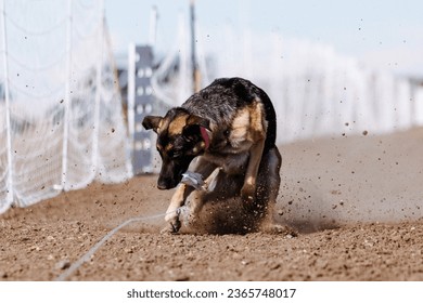 German Shepherd Dog chasing bag in FastCAT at a dog sports trial in Cheyenne Wyoming - Shutterstock ID 2365748017