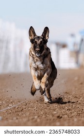 German Shepherd Dog chasing bag in FastCAT at a dog sports trial in Cheyenne Wyoming - Shutterstock ID 2365748033