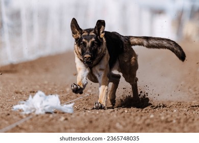 German Shepherd Dog chasing bag in FastCAT at a dog sports trial in Cheyenne Wyoming - Shutterstock ID 2365748035