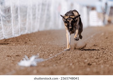 German Shepherd Dog chasing bag in FastCAT at a dog sports trial in Cheyenne Wyoming - Shutterstock ID 2365748041