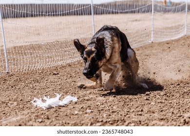 German Shepherd Dog chasing bag in FastCAT at a dog sports trial in Cheyenne Wyoming - Shutterstock ID 2365748043