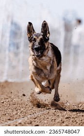 German Shepherd Dog chasing bag in FastCAT at a dog sports trial in Cheyenne Wyoming - Shutterstock ID 2365748047