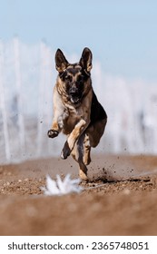 German Shepherd Dog chasing bag in FastCAT at a dog sports trial in Cheyenne Wyoming - Shutterstock ID 2365748051