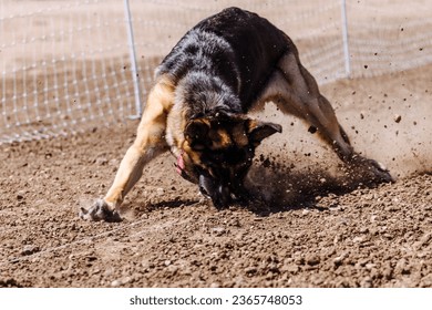 German Shepherd Dog chasing bag in FastCAT at a dog sports trial in Cheyenne Wyoming - Shutterstock ID 2365748053
