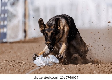 German Shepherd Dog chasing bag in FastCAT at a dog sports trial in Cheyenne Wyoming - Shutterstock ID 2365748057