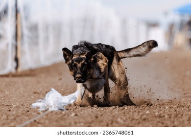 German Shepherd Dog chasing bag in FastCAT at a dog sports trial in Cheyenne Wyoming - Shutterstock ID 2365748061