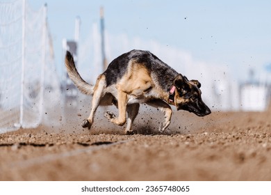 German Shepherd Dog chasing bag in FastCAT at a dog sports trial in Cheyenne Wyoming - Shutterstock ID 2365748065