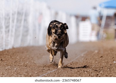German Shepherd Dog chasing bag in FastCAT at a dog sports trial in Cheyenne Wyoming - Shutterstock ID 2365748067