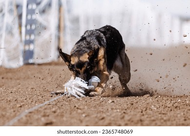 German Shepherd Dog chasing bag in FastCAT at a dog sports trial in Cheyenne Wyoming - Shutterstock ID 2365748069