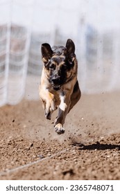 German Shepherd Dog chasing bag in FastCAT at a dog sports trial in Cheyenne Wyoming - Shutterstock ID 2365748071