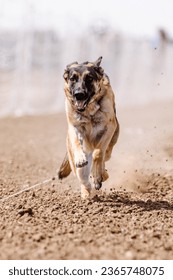 German Shepherd Dog chasing bag in FastCAT at a dog sports trial in Cheyenne Wyoming - Shutterstock ID 2365748075
