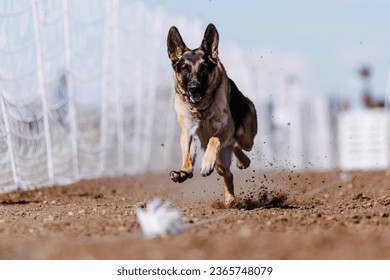 German Shepherd Dog chasing bag in FastCAT at a dog sports trial in Cheyenne Wyoming - Shutterstock ID 2365748079