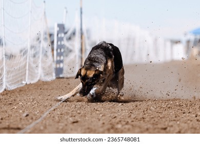 German Shepherd Dog chasing bag in FastCAT at a dog sports trial in Cheyenne Wyoming - Shutterstock ID 2365748081