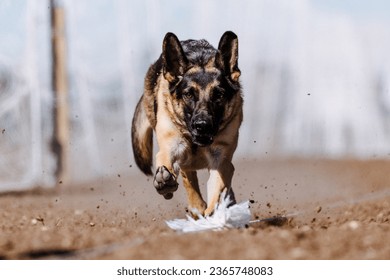 German Shepherd Dog chasing bag in FastCAT at a dog sports trial in Cheyenne Wyoming - Shutterstock ID 2365748083