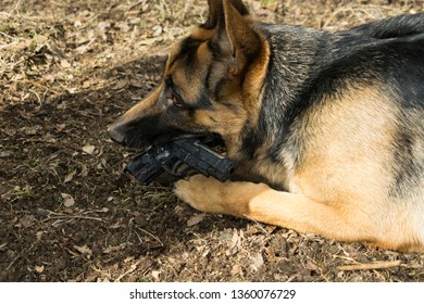 German Shepherd Dog Chewing On A Plastic Gun