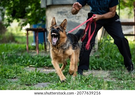 German Shepherd dog doing protection work. Aggressive dog. Barking dog