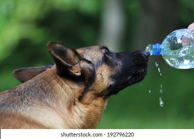 German Shepherd Dog Drinking Water During Summer Heat