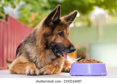 German Shepherd Dog Is Drooling Over Bowl Of Kibble Dog Food.