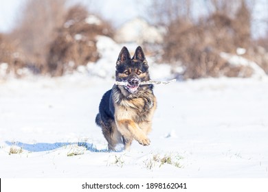 German Shepherd dog during outdoor training
