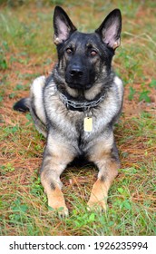 German Shepherd Dog With Ears Perked Up Sitting In Grassy Field.