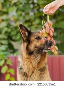 German Shepherd Dog Eating Licking Grapes From Man's Hand. Close Up.