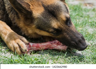 German Shepherd Dog Eating Raw Organic Food