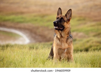 German Shepherd dog enjoying the lake adventures - Powered by Shutterstock