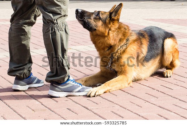 The German Shepherd Dog is at the feet of the\
handler and waits for\
commands