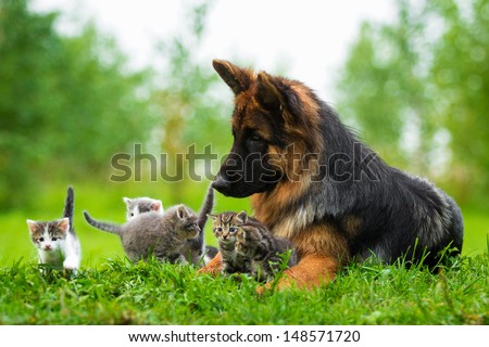 German shepherd dog and five little kittens