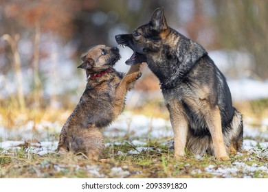 German Shepherd Dog Growls At A Small Border Terrier Dog During A Game. Dental Checkup.