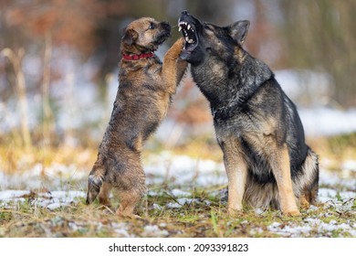 German Shepherd Dog Growls At A Small Border Terrier Dog During A Game. Dental Checkup.