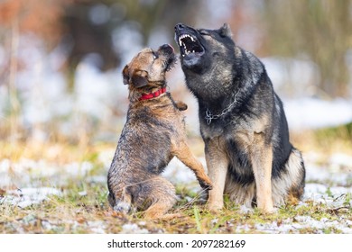 German Shepherd Dog Growls At A Small Border Terrier Dog During A Game. Dental Checkup.