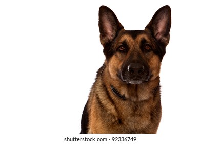 German Shepherd Dog, Guard Dog, Sitting Closeup  In Front Of White Background