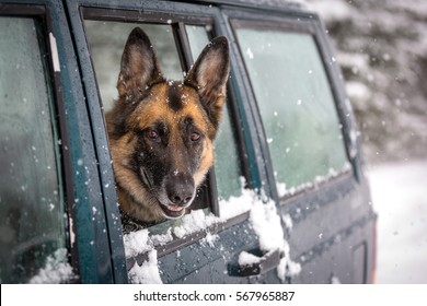 German Shepherd Dog With Its Head Out The Window Of A Sport Utility Vehicle In The Snow