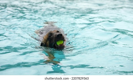 German Shepherd Dog Hold Tennis Ball While Swimming In Pool