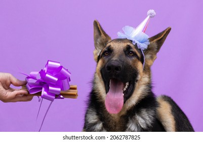 german shepherd dog is holding a present in it's mouth. Black dog isolated on blue background.
