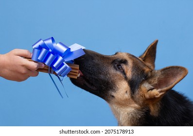 german shepherd dog is holding a present in it's mouth. Black dog isolated on blue background.