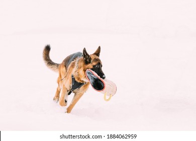 German Shepherd Dog Holding Training Sleeve In Jaws And Running On Snow. Winter Training Of Purebred Adult Alsatian Wolf Dog. Dog Is Dressed In A Special Training Suit Wear.