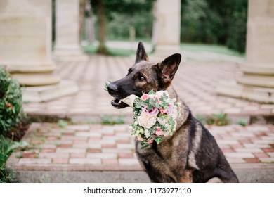 German Shepherd  dog holds a bridal bouquet