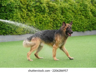 German Shepherd Dog With Hose Water Wet Fur On Backyard