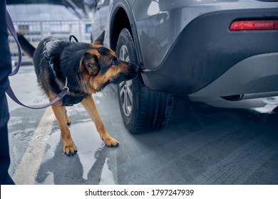 German Shepherd Dog Inspecting Automobile And Searching For Drugs Or Other Illegal Items