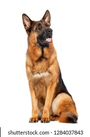 German Shepherd Dog  Isolated  On White Background In Studio