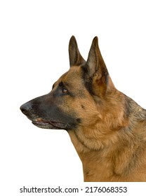 German Shepherd dog isolated on white background