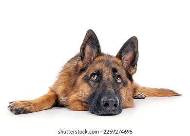 German shepherd dog isolated on white background