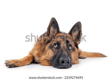 German shepherd dog isolated on white background