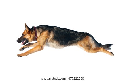 German Shepherd Dog In Jump Isolated Over A White Background