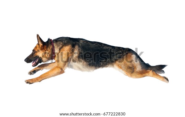 German Shepherd Dog Jump Isolated Over Stock Photo 677222830 | Shutterstock