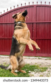 German Shepherd Dog Jumping For A Treat With A Red Big Door In The Background